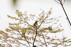 Pogoniulus scolopaceus