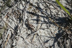 Cirphula pyrrhocnemis