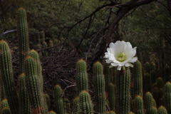 Trichocereus spachianus