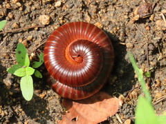Diplopoda