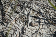 Cirphula pyrrhocnemis