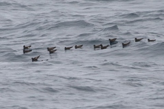 Hydrobates socorroensis