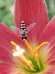 Ischiodon scutellaris