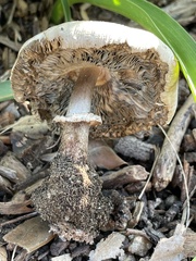Chlorophyllum molybdites