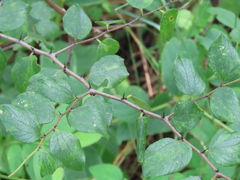 Ziziphus oenopolia