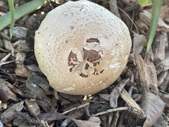 Chlorophyllum molybdites