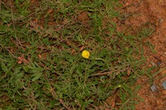Oenothera laciniata