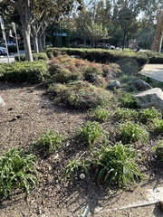 Chlorophyllum molybdites