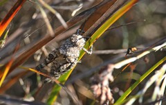 Cirphula pyrrhocnemis