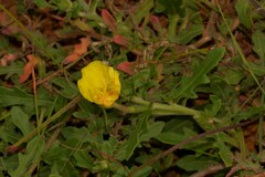 Oenothera laciniata