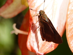 Cephrenes augiades