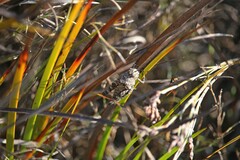 Cirphula pyrrhocnemis