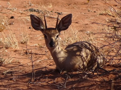 Raphicerus campestris campestris