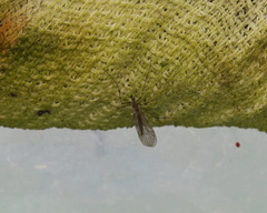 Trichocera
