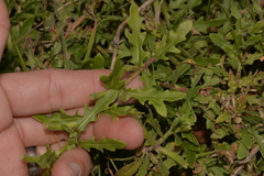 Oenothera laciniata
