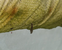 Trichocera