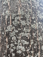 Phaeophyscia orbicularis