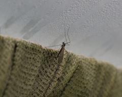 Trichocera