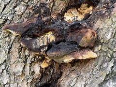 Fuscoporia gilva
