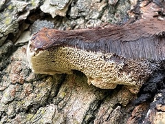 Fuscoporia gilva
