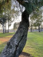 Fuscoporia gilva