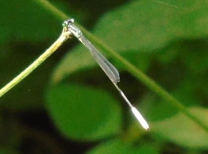 Cream-tipped Swampdamsel