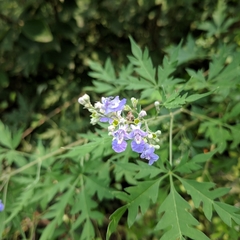 Vitex negundo heterophylla