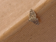 Glyphodes onychinalis