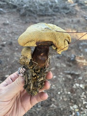 Buchwaldoboletus sphaerocephalus