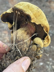 Buchwaldoboletus sphaerocephalus