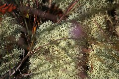 Cladonia confusa