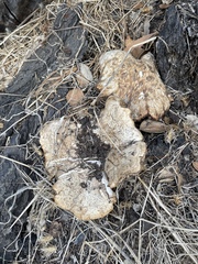 Neolentinus ponderosus