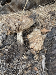 Neolentinus ponderosus