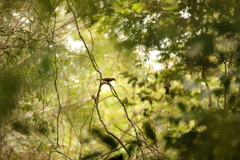 Bleda syndactylus