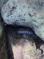 Armadillidium nasatum