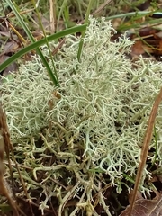 Cladonia portentosa