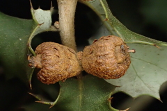 Quercus palmeri