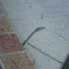 Dendrelaphis punctulatus