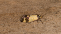 Olbonoma triptycha