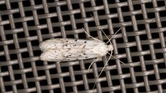 Philobota scitula