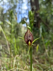 Cryptostylis erecta