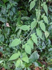 Solanum lyratum