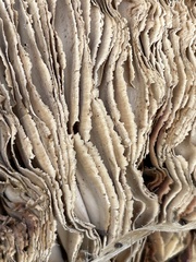 Neolentinus ponderosus