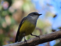 Eopsaltria griseogularis