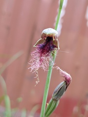 Calochilus therophilus