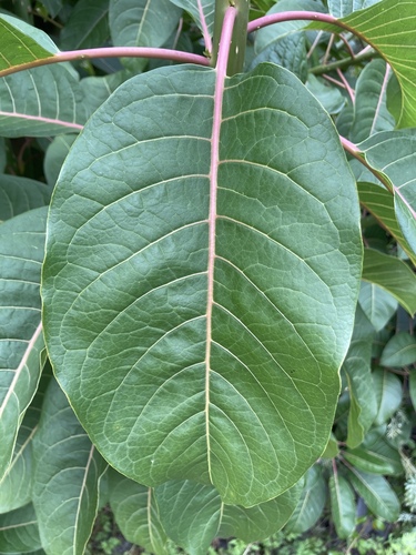 Phytolacca dioica image