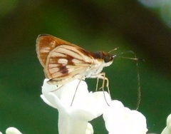 Vettius fantasos