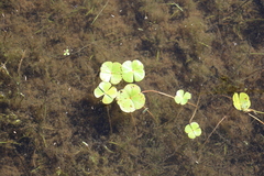 Marsilea