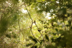 Bleda syndactylus
