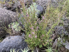 Ericeae